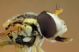 Episyrphus: sometimes called the marmalade (Episyrphus balte