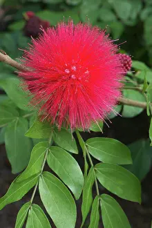 Calliandra: Calliandra haematocephaia