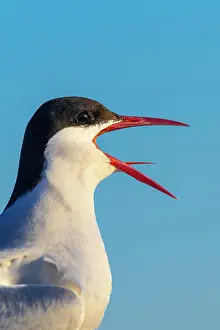 Paradisaea: Calling Arctic tern (Sterna paradisaea), portrait
