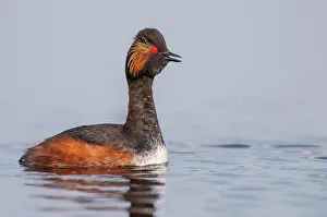 Goldenstedt: Calling Black-necked Grebe (Podiceps nigricollis)