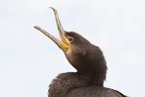 Texel: Calling Cormorant (Phalacrocarax carbo) portrai
