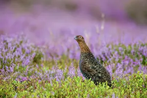 Roy Glen: Calling red grouse