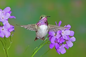 Calliope: Calliope Hummingbird