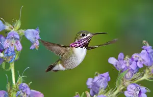 Calliope: Calliope Hummingbird