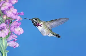 Hummer: Calliope Hummingbird
