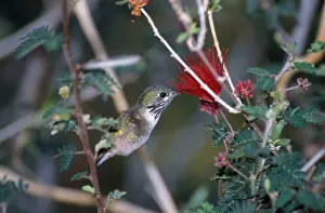 Duster: Calliope Hummingbird feeding