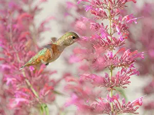 Hummingbird: Calliope hummingbird feeding on agastache flowers, New
