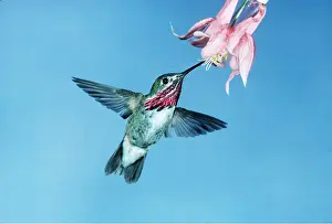 Hovering: CALLIOPE HUMMINGBIRD - in flight at flower