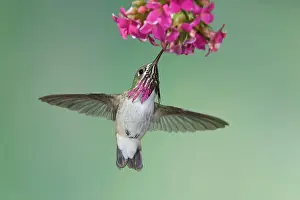 Calliope: Calliope Hummingbird - male - in flight feeding at flower