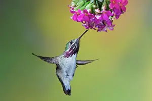 Calliope: Calliope Hummingbird - male - in flight feeding at flower