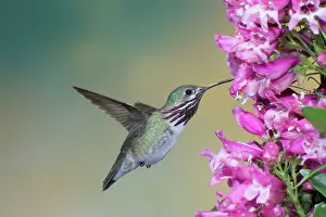 Calliope: Calliope Hummingbird - male - in flight at Penstemon flower