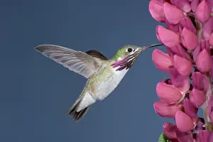 Calliope: Calliope Hummingbird - male at Lupine flower