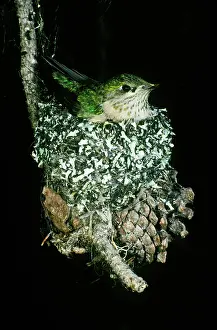 Calliope: Calliope Hummingbird in Nest