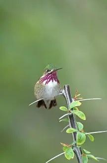 Calliope: Calliope Hummingbird (Stellula calliope)