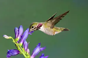 Calliope: Calliope Hummingbird (Stellula calliope)