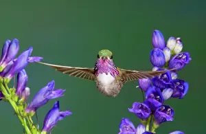 Calliope: Calliope Hummingbird (Stellula calliope)