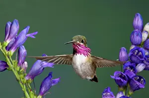 Calliope: Calliope Hummingbird (Stellula calliope)