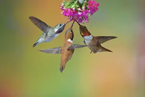 Rufus: Calliope Hummingbird (Stellula calliope), and Rufous
