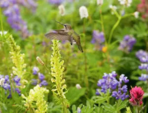Visiting: Calliope Hummingbird - visiting louseworts