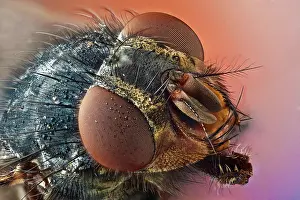 Blow: Calliphora vicina or blue bottle fly, takes its