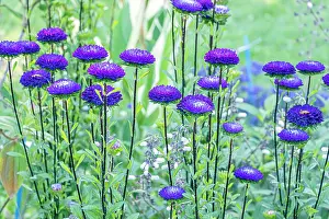 Daisy: Callistephus chinensis Matsumoto, flowers