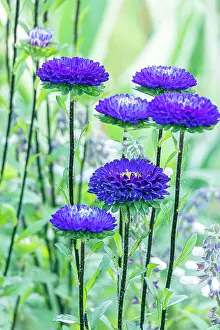 Daisy: Callistephus chinensis Matsumoto, flowers