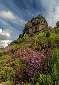 Calluna: Calluna flowers and granite boulders in Geres National Park