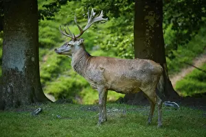 Quiet: A calm deer surrounded by trees in a green landscape