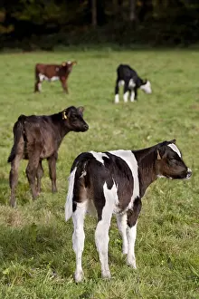 Prim: Calves of different breeds in a meadow in the United Kingdom