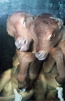 Twin: CALVES - SIAMESE TWINS