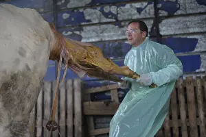 Infant: Calving of a calf born dead by a veterinarian France