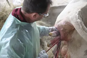 Materials: Calving of a calf born dead by a veterinarian France