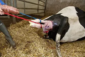 Infant: Calving of a cow barn in Prim's Holstein France