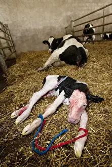Infant: Calving of a cow barn in Prim's Holstein France