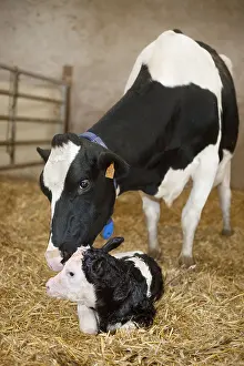 Speaking: Calving of Holstein cow in a stall France
