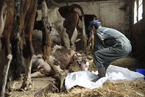 Bred: Calving Montbelliard cows bred in a stable France
