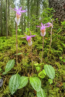 Slipper: Calypso Orchid