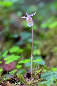 Circumpolar: Calypso Orchid
