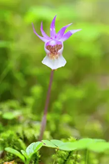 Circumpolar: Calypso Orchid