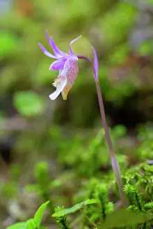 Circumpolar: Calypso Orchid