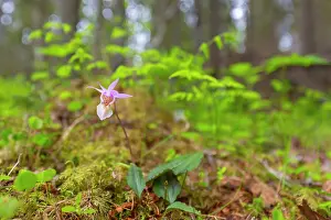 Circumpolar: Calypso Orchid