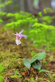 Circumpolar: Calypso Orchid