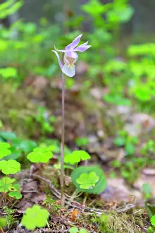 Circumpolar: Calypso Orchid