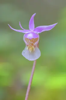 Circumpolar: Calypso Orchid