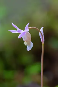 Circumpolar: Calypso Orchid