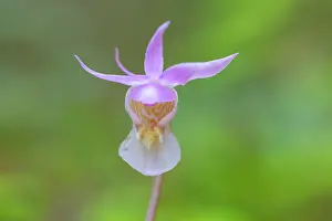 Circumpolar: Calypso Orchid