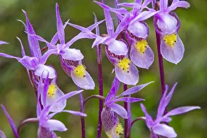 Slippers: Calypso Orchid or Fairyslipper (Calypso bulbosa)