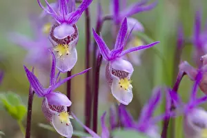 Slippers: Calypso Orchid or Fairyslipper (Calypso bulbosa)