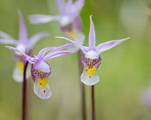 Slippers: Calypso Orchid or Fairyslipper (Calypso bulbosa)
