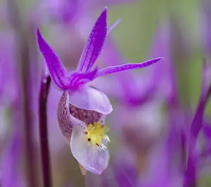 Slippers: Calypso Orchid or Fairyslipper (Calypso bulbosa)